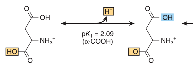 Protonic equilibria of aspartic acid — an acidic amino acid, low pI