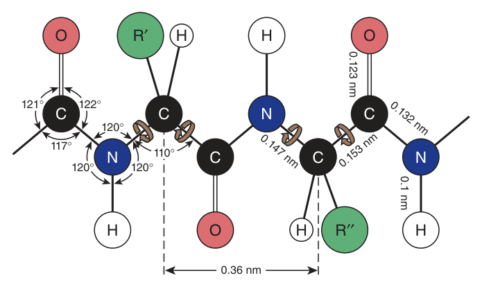 Dimensions of a fully extended polypeptide chain — note the planar peptide units and the rotatable φ and ψ bonds