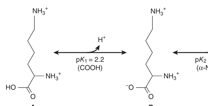Protonic equilibria of lysine — a basic amino acid, high pI
