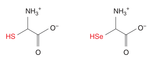 Cysteine (left) and selenocysteine (right) — selenium replaces the sulfur of the thiol group