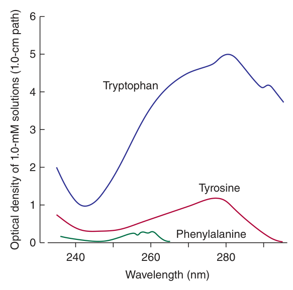 Ultraviolet absorption spectra: tryptophan absorbs most strongly at 280 nm, then tyrosine; phenylalanine barely at all