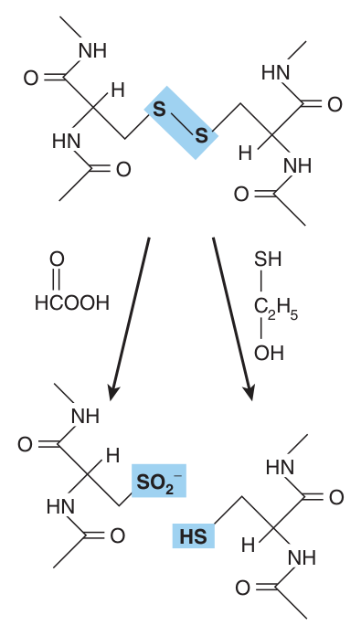 Cleavage of disulfide bonds: oxidative with performic acid (left), giving cysteic acid residues, or reductive with β-mercaptoethanol (right), giving cysteinyl residues
