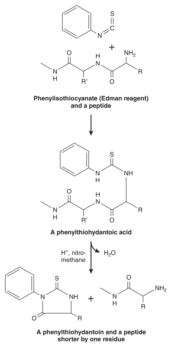 The Edman reaction — phenylisothiocyanate derivatises the N-terminal residue as a phenylthiohydantoic acid; acid in a non-hydroxylic solvent then releases a phenylthiohydantoin plus a peptide one residue shorter