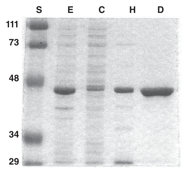 SDS-PAGE following successive purification steps, stained with Coomassie Blue — lane S carries the M<sub>r</sub> standards