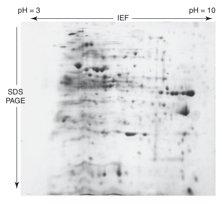 Two-dimensional IEF-SDS-PAGE — pI horizontally, M<sub>r</sub> vertically; note the resolution gained over a one-dimensional gel