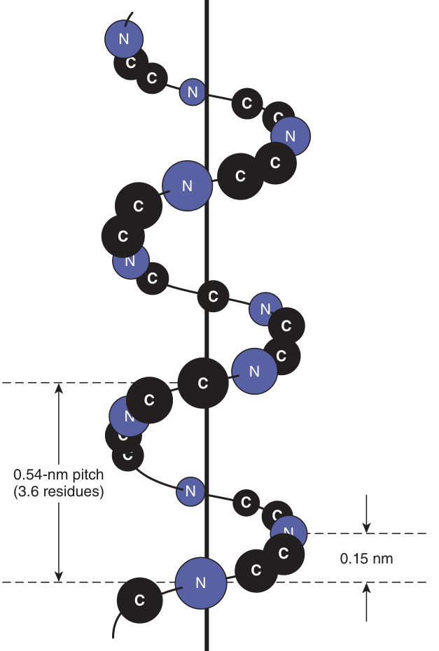 Main-chain atoms about the axis of an α-helix — pitch 0.54 nm, 3.6 residues per turn