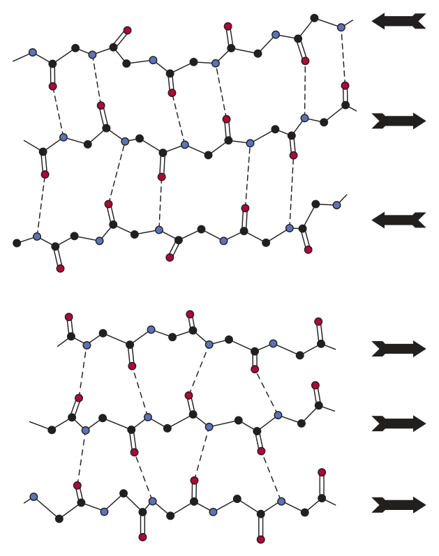 Antiparallel (top) and parallel (bottom) β-sheets. In the antiparallel sheet, pairs of hydrogen bonds alternate close together and wide apart and lie roughly perpendicular to the backbone; in the parallel sheet they are evenly spaced but slanted