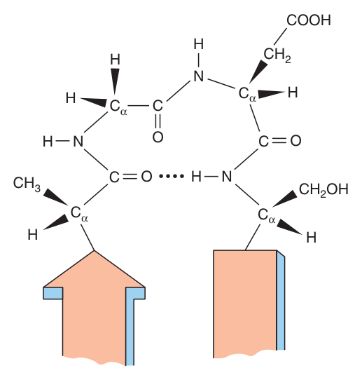 A β-turn linking two segments of antiparallel β-sheet — hydrogen bonded between the first and fourth residues of the four-residue segment