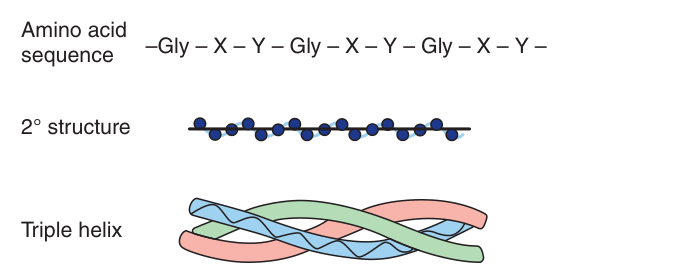 Collagen — the repeating Gly-X-Y sequence, the extended secondary structure, and the three strands wound into the triple helix
