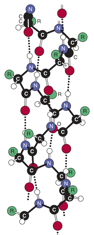 Hydrogen bonds (dotted) between the carbonyl oxygen and the amide hydrogen of the fourth residue down the chain