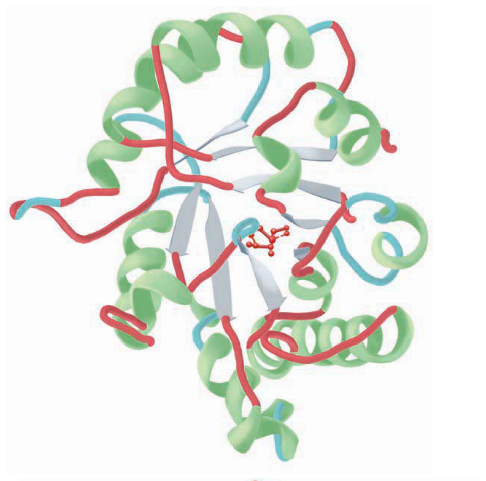 Tertiary structure: the elegant, symmetrical alternation of β-sheets and α-helices in triose phosphate isomerase