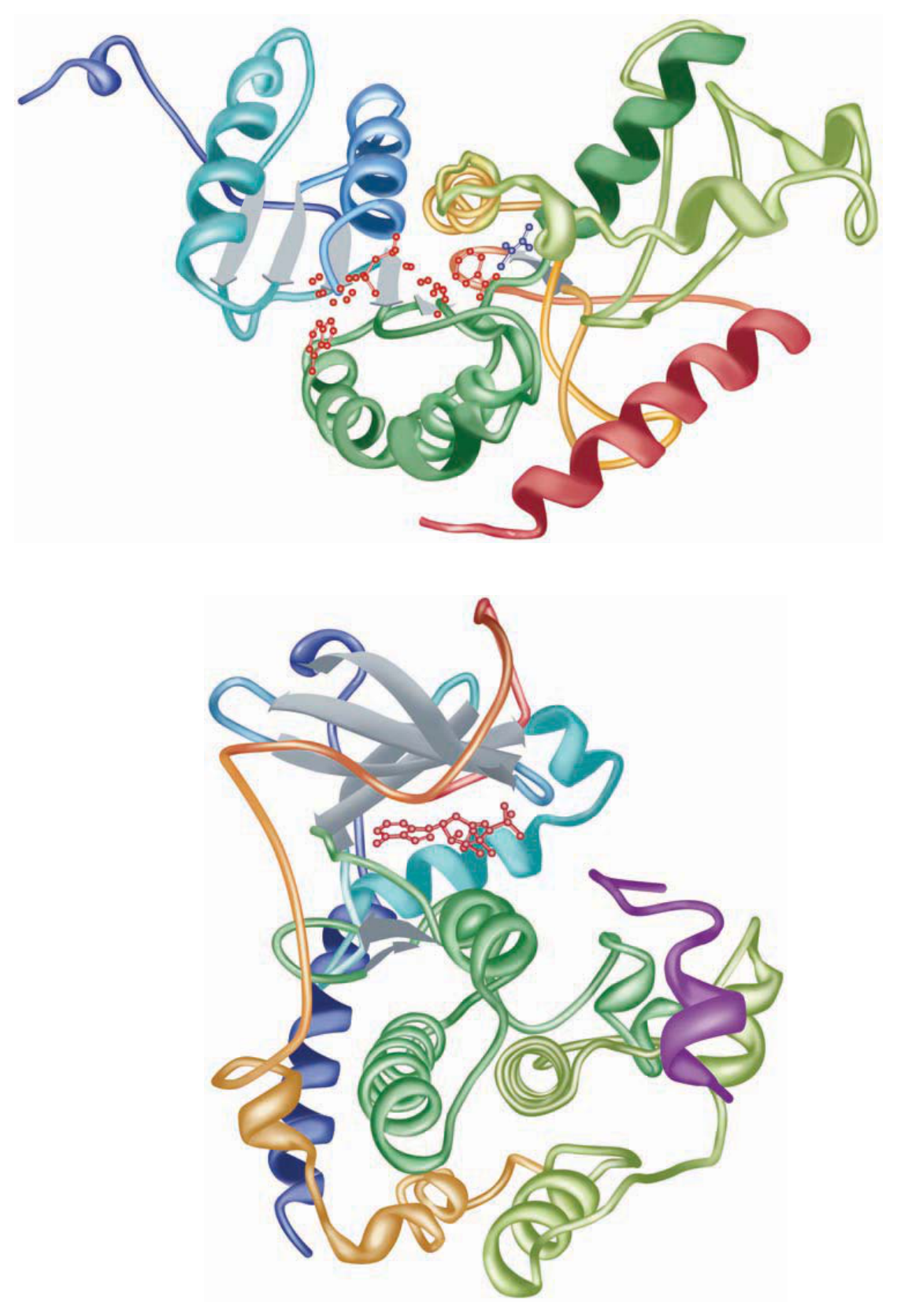 A polypeptide containing two domains — each folds independently into a stable conformation