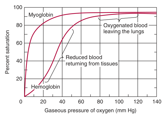 Oxygen-binding curves: myoglobin hyperbolic, haemoglobin sigmoid. Note the arterial (100 mm Hg), mixed venous (40) and active-muscle (20) tensions