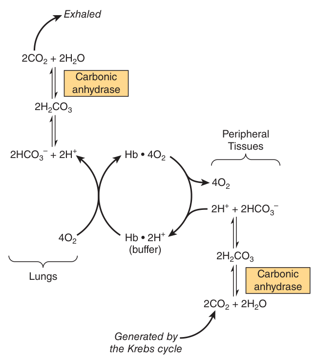 The Bohr effect — deoxyhaemoglobin buffers protons in the tissues, and oxygen binding in the lungs releases them, driving CO₂ exhalation