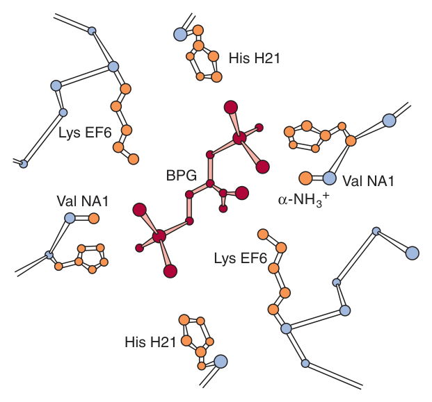 BPG binding to deoxyhaemoglobin: salt bridges to three positively charged groups on each β chain — Val NA1, Lys EF6 and His H21