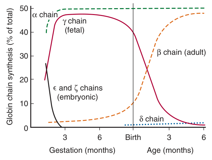 Developmental pattern of haemoglobin: ξ and ε embryonic chains, then γ (fetal, HbF = α₂γ₂), with β chains completing the switch to HbA some weeks AFTER birth