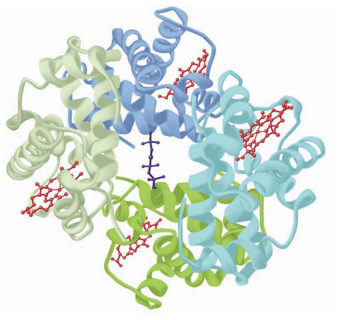 Three-dimensional structure of deoxyhaemoglobin — a tetramer of two subunit types, each subunit closely resembling myoglobin and carrying one haem