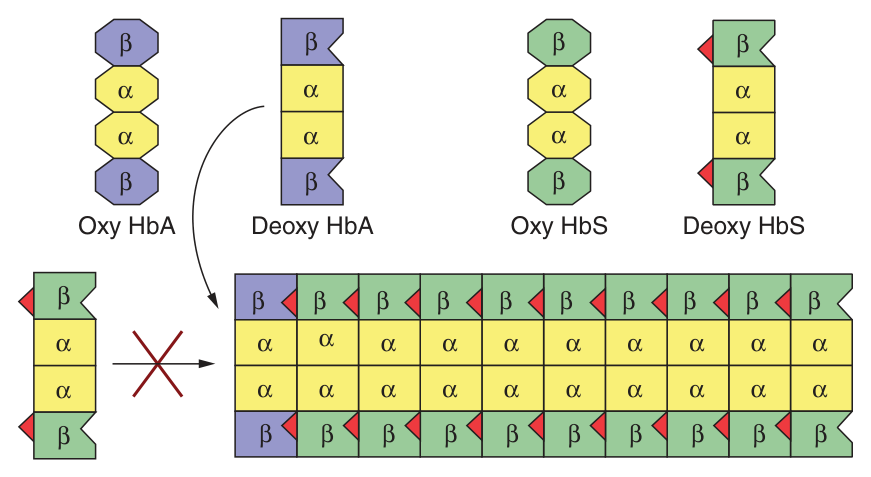 Polymerisation of deoxyhaemoglobin S. The sticky patch of HbS binds the complementary patch exposed only in the T state; deoxyHbA can join a growing fibre but, lacking the second sticky patch, terminates it