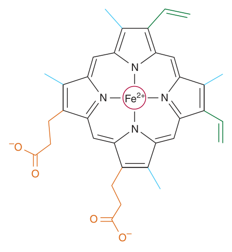 Haem — a cyclic tetrapyrrole of four pyrrole rings linked by methyne bridges, with Fe²⁺ at the centre bonded to all four pyrrole nitrogens. Note the methyl, vinyl and propionate substituents