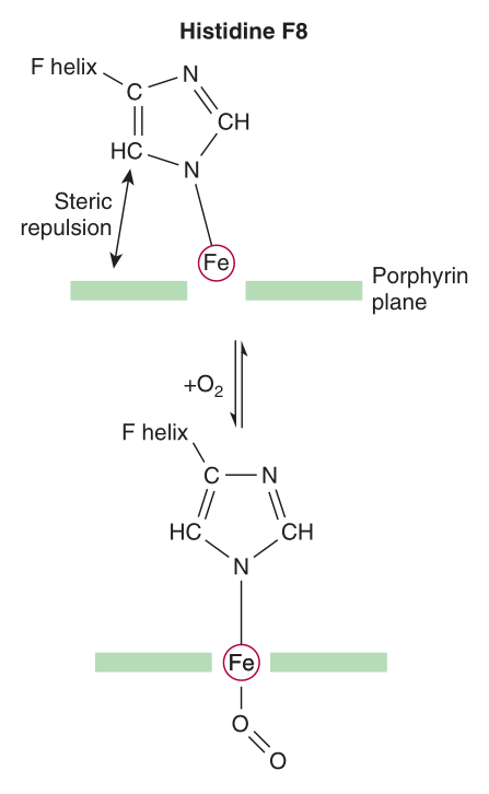 On oxygenation the iron moves INTO the plane of the haem — and histidine F8, with the residues attached to it, is pulled along