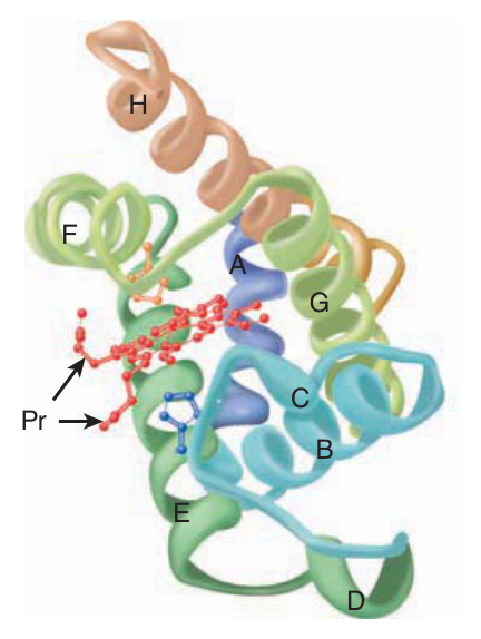 Three-dimensional structure of myoglobin — eight right-handed α-helices (A–H), with the haem held in a crevice between helices E and F