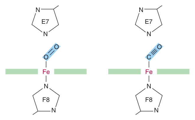 Bonding angles of oxygen and carbon monoxide to the haem iron. The distal E7 histidine hinders CO from binding at its preferred perpendicular angle, while O₂ still attains its favourable orientation