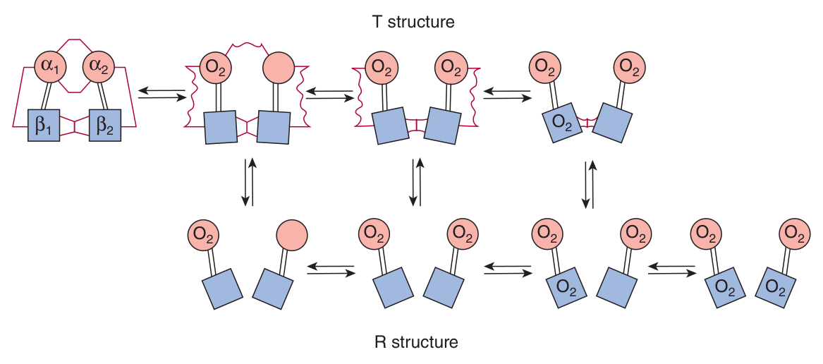 Salt bridges (red) linking the subunits in the T structure break progressively as oxygen is added, and those not yet ruptured are progressively weakened — the transition becomes more probable with each successive O₂ rather than occurring at a fixed number