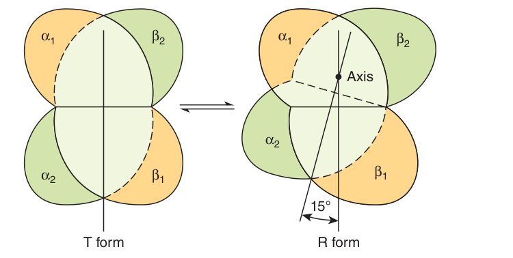 The T→R transition: one α/β pair rotates 15° relative to the other, compacting the tetramer