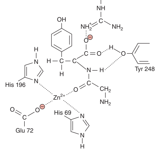 A dipeptide substrate bound within the active site of carboxypeptidase A — the catalytic residues are far apart in the sequence but adjacent in three dimensions