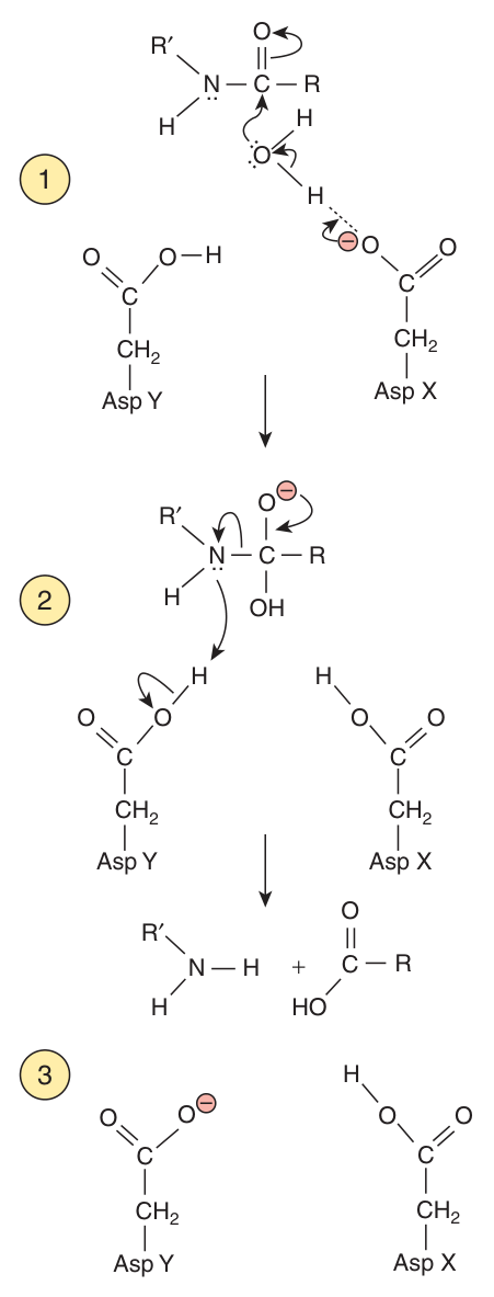 Catalysis by an aspartic protease such as HIV protease: Asp X acts as a base to activate a water molecule, and Asp Y as an acid to break down the tetrahedral intermediate