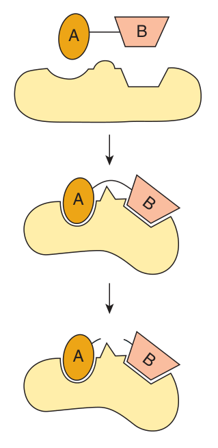 Koshland's induced fit model — substrate binding induces a conformational change in the enzyme