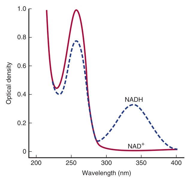 Absorption spectra of NAD⁺ and NADH — only the REDUCED coenzyme absorbs at 340 nm, which is what makes the dehydrogenase assay possible