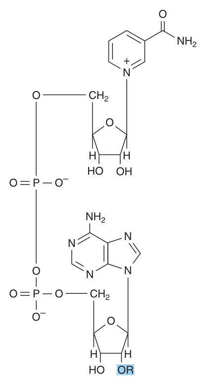 Structure of NAD⁺ and NADP⁺ — for NAD⁺, R = H; for NADP⁺, R = PO₃²⁻. Note the adenine, ribose and phosphoryl moieties of AMP within the coenzyme