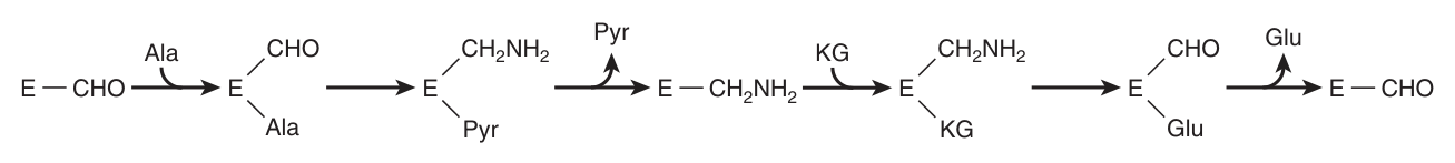 A “ping-pong” mechanism — the first substrate binds and its product is released BEFORE the second substrate binds
