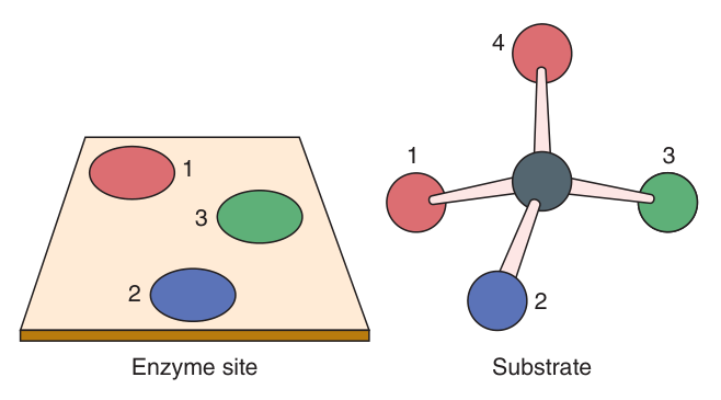Three-point attachment: once atoms 2 and 3 are bound to their complementary sites, only atom 1 can reach the remaining site — so apparently identical atoms become distinguishable, permitting a stereospecific change