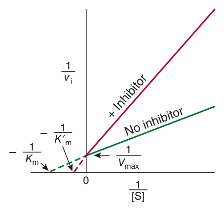 Competitive inhibition — lines converge on the y-axis: V<sub>max</sub> unchanged, apparent K<sub>m</sub> raised