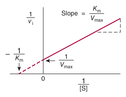 The Lineweaver–Burk (double-reciprocal) plot: y-intercept 1/V<sub>max</sub>, slope K<sub>m</sub>/V<sub>max</sub>, x-intercept −1/K<sub>m</sub>