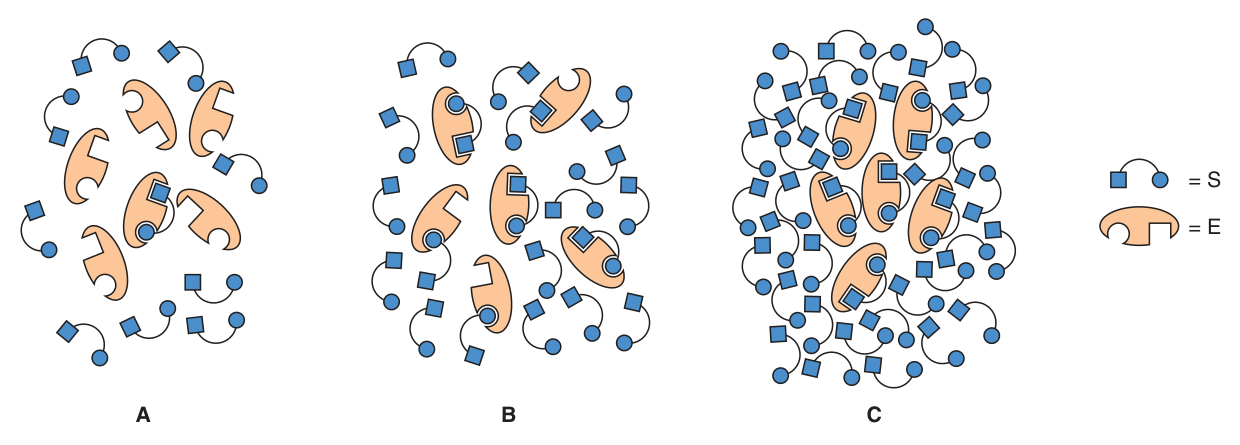 The enzyme at [S] below K<sub>m</sub> (A), at K<sub>m</sub> (B) and well above K<sub>m</sub> (C) — at saturation no free enzyme remains available