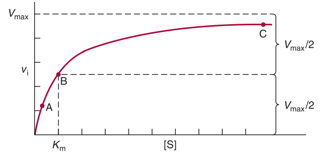 Effect of substrate concentration on initial velocity — a rectangular hyperbola approaching V<sub>max</sub>, with K<sub>m</sub> marked at half-maximal velocity