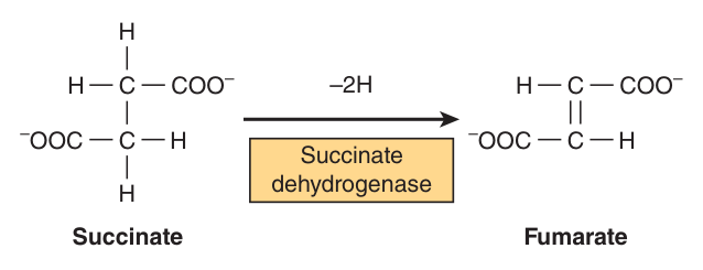 The succinate dehydrogenase reaction — one hydrogen removed from each of the TWO methylene carbons, which is precisely why single-carbon malonate cannot be dehydrogenated