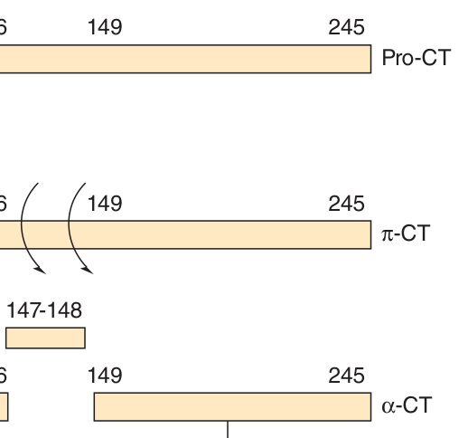 Successive proteolysis of prochymotrypsin → π-chymotrypsin → α-chymotrypsin. The three peptides remain joined by interchain disulfide bonds, and the conformational change aligns the Asp102–His57–Ser195 catalytic triad