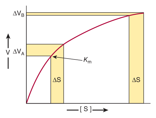 The same increment in substrate concentration produces a large change in rate at [S] near K<sub>m</sub> (ΔV<sub>A</sub>) but almost none far above it (ΔV<sub>B</sub>) — which is why intracellular substrate levels sit close to K<sub>m</sub>