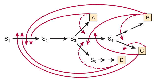 Multiple feedback loops (solid arrows) regulating the enzymes common to several end products — fine control of a shared segment