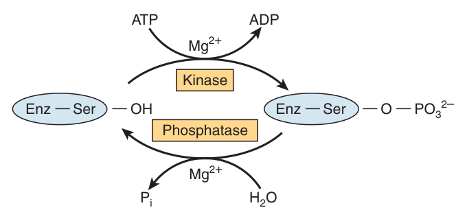 Covalent modification of a regulated enzyme by phosphorylation and dephosphorylation of a seryl residue — a kinase transfers the γ-phosphoryl group of ATP, a phosphatase removes it hydrolytically