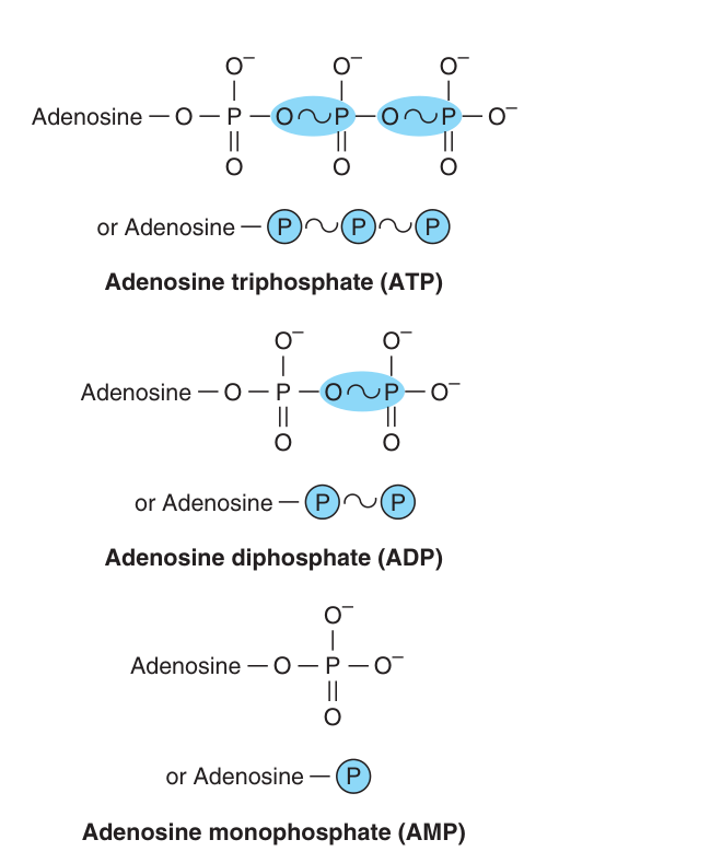 ATP, ADP and AMP, showing the position and number of high-energy phosphates (~℗): two, one and none