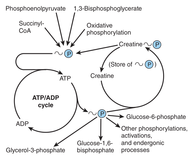 The ATP/ADP cycle. Note the compounds feeding in from the left — phosphoenolpyruvate, 1,3-bisphosphoglycerate, succinyl-CoA and oxidative phosphorylation — and the low-energy products formed on the right