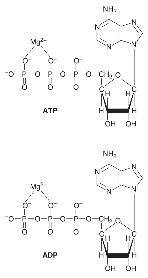ATP and ADP shown as their magnesium complexes — the form in which they actually function in the cell