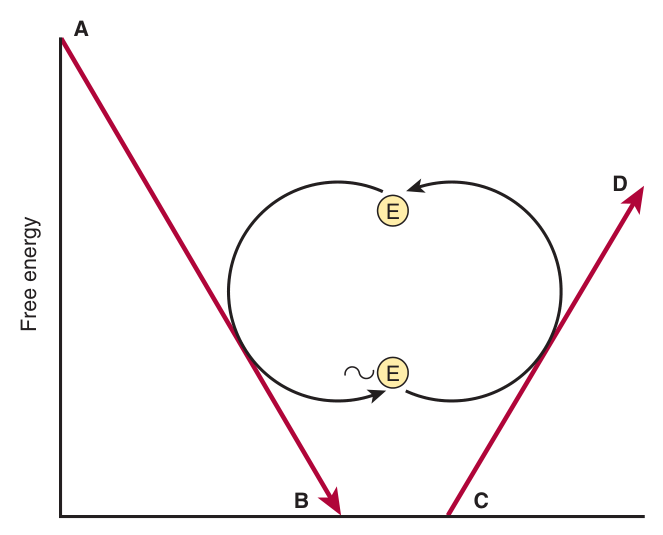 Transfer of free energy from an exergonic to an endergonic reaction via a high-energy intermediate (~E) — the carrier need not be structurally related to any of the reactants