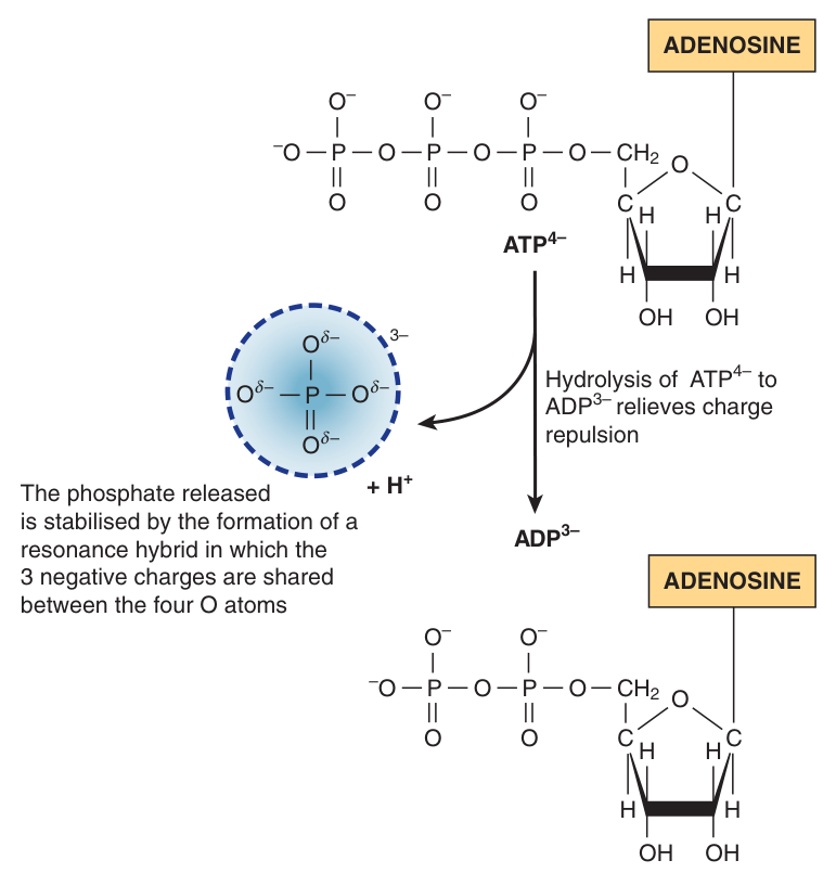 Why ATP hydrolysis is strongly exergonic: hydrolysis of ATP⁴⁻ to ADP³⁻ relieves charge repulsion, and the released phosphate is stabilised as a resonance hybrid in which three negative charges are shared between four oxygens