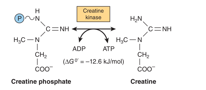 Transfer of high-energy phosphate between ATP and creatine, catalysed by creatine kinase